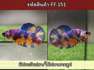 ปลากัดนีโม่เพศผู้ สีสวยเกรดAA พร้อมรัด ขนาด1.4-1.5 นิ้ว