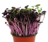 เมล็ดพันธ์ุ ไมโครกรีน เรด เรดิช  Red Radish Microgreen บรรจุ 100 เมล็ด