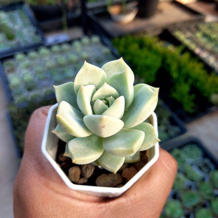 graptoveria-tricolor-กุหลาบหิน-ไม้อวบน้ำกระถางสองนิ้วสางพร้อมกระถาง