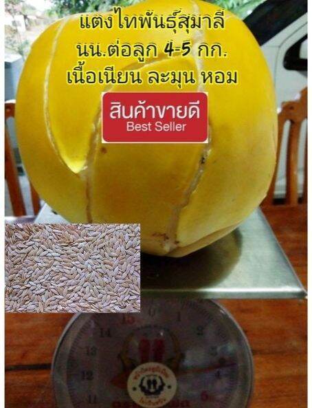 เมล็ดแตงไทพื้นบ้านพันธุ์สุมาลี-ชุดละ-40-เมล็ด