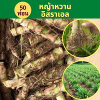 หญ้าหวานอิสราเอล 50 ท่อน สำหรับปลูก หญ้าเลี้ยงสัตว์ หญ้าหวานสำหรับปลูก มีโปรตีนสูง หญ้าหวาน ต้นพันธุ์