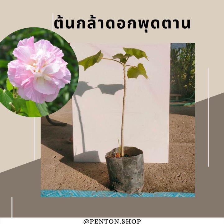 ต้นดอกพุดตาน-ไม้มงคล-ดอกเปลี่ยนสีได้ทั้งวัน