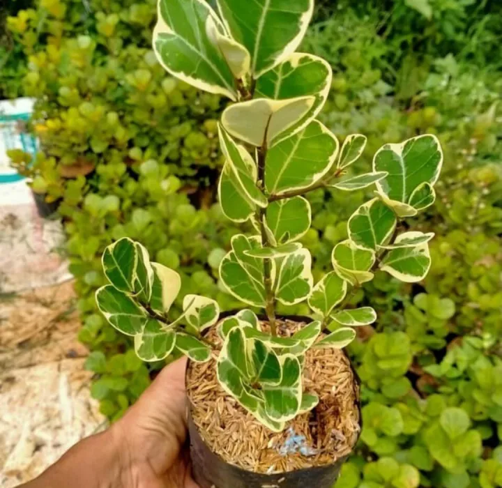 Tanaman Hias Beringin Kupu Kuou Varigata Pohon Ficus Triangularis