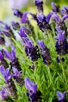 Bandera Lavender ลาเวนเดิร์สายพันธุ์แบนเดอร่า