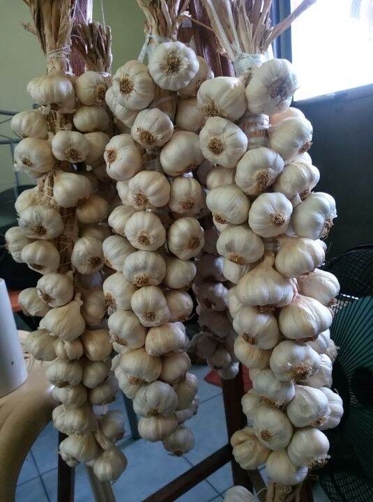 bawang tagalog, native garlic Lazada PH