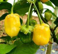 เมล็ดพันธุ์พริกเซเว่น พอท บับเบิ้ลกัม เยลโล่ว 7 Pot Bubblegum Yellow Super Hot Pepper บรรจุ 15 เมล็ด คุณภาพดี ของแท้