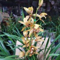 กล้วยไม้ ซิมบิเดียม สีเหลืองเชนรูบี้ กอใหญ่สูง 90 ซม. และ 60 ซม. Cymbidium Chens Ruby