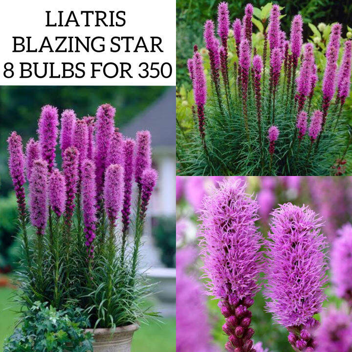 IMPORTED LIATRIS BLAZING STAR BULBS WITH SPROUTS Lazada PH