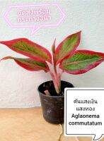 ต้นแสงเงินแสงทอง​ หรือแก้ว​กาญจนา​ Aglaonema​ commutatumจัดส่งพร้อมกระถาง​3นิ้ว