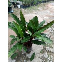 คล้าริบบิ้น calathea rufibarba fenzl