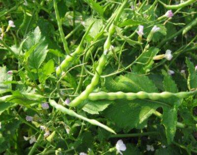 ผักขี้หูด🍃Rat-tailed Radish (Raphanus caudatus) Seeds วาซาบิเมืองไทย🍃งอกง่าย พุ่มใหญ่🍃