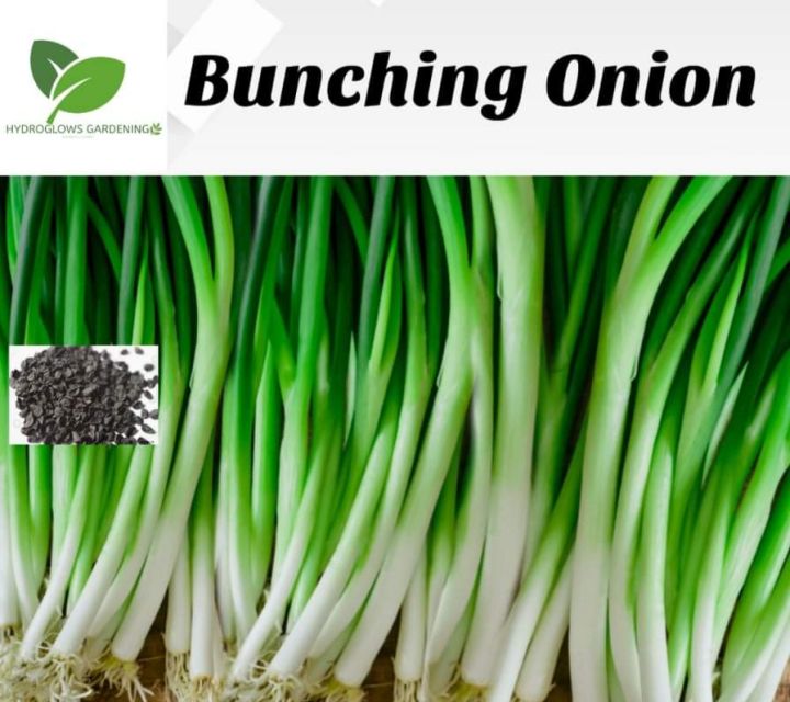 ONION LEAKS / BUNCHING ( 50 SEEDS ) - 1 pack | Lazada PH