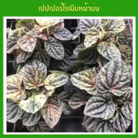 เปปเปอร์โรเมียหน้าย่น ใบด่างPeperomia Caperata Variegata (Pink Lady) ต้นไม้มงคลไม้ประดับ ส่งพร้อมกระถาง