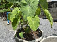 มิโดริ (Colocasia midori sour)