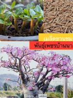 เมล็ดชวนชม เพชรบ้านนา(10เมล็ด)