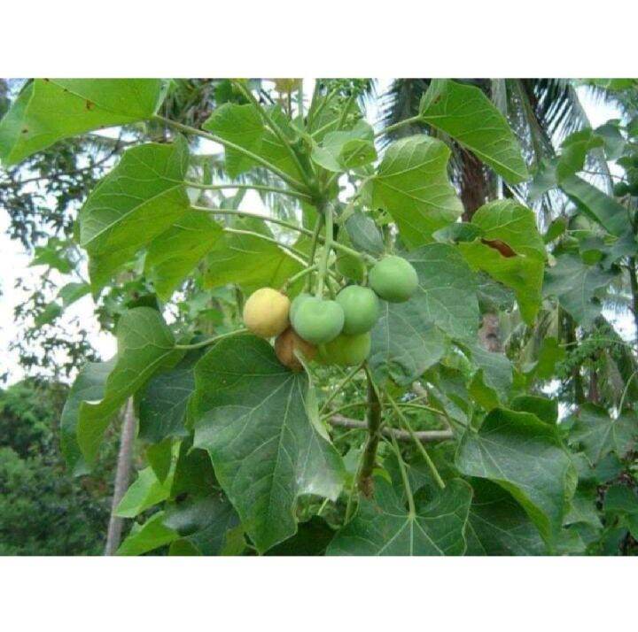 Tuba tuba leaves 20 pieces Lazada PH