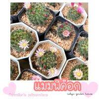 ??แมมพีค็อก แมมออกดอกตลอดปี?size ออกดอก (Mammillaria zeilmanniana) ที่ร้านมีมากถึง 3 สี ส่งคละสีให้ลูกค้านะคะ?สวยทุกต้น ดอกสวยทุกสี