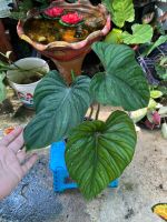 philodendron plowmanii black face พราวมณี