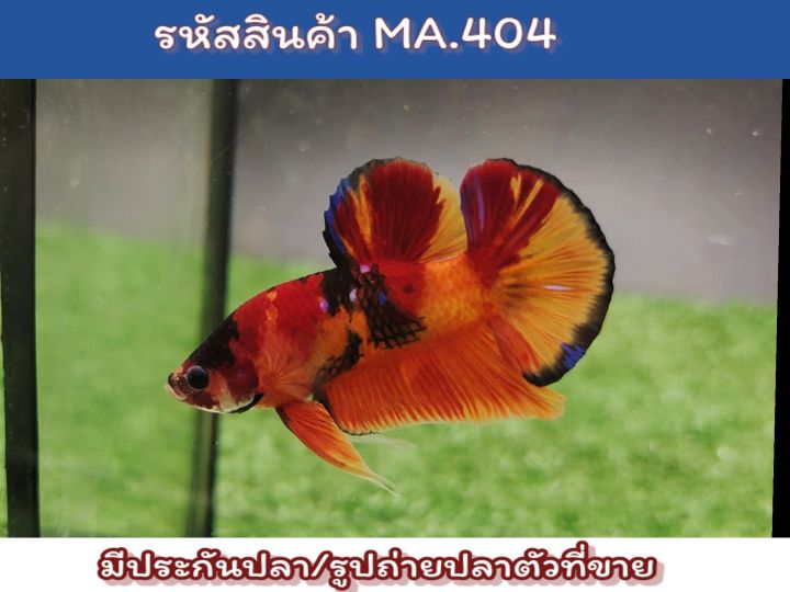 ปลากัดนีโม่-เพศผู้พร้อมรัด-ขนาด1-5นิ้ว