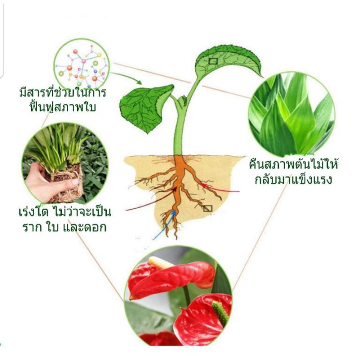 สารที่ช่วยฟื้นฟู-บำรุง-ราก-ดอก-ใบ-ให้กลับมาแข็งแรงอีกครั้ง-เป็นไฮโดรโปนิกส์