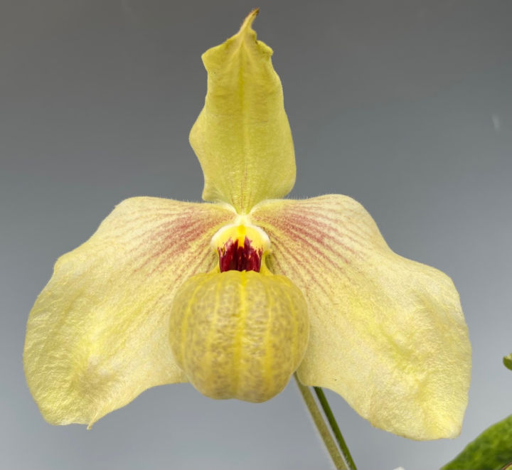 Paph.malipoense x Paph.hangianum sib | Lazada.co.th