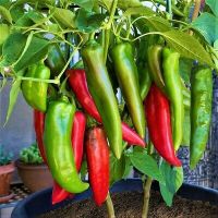 เมล็ดพันธุ์ พริก บิ๊กจิม (Big Jim Giant Pepper Seed) เผ็ดน้อย บรรจุ 5 เมล็ด