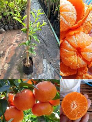 ต้นส้มจีนไร้เมล็ด กิ่งเสียบยอด 8-12 เดือนติดผล ขนาดต้น 60-70 ซม. ต้นเตี้ย ปลูกง่าย