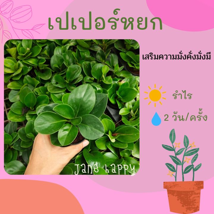 ต้นเปเปอร์หยก ในกระถาง 3 นิ้ว ต้นไม้มงคล