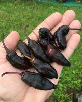 เมล็ดพันธุ์พริกดำ แบล็ค บัสเติร์ด (Black Bastard Hot Pepper Seed) บรรจุ 15 เมล็ด ของแท้ คุณภาพดี ราคาถูก นำเข้าจากต่างประเทศ