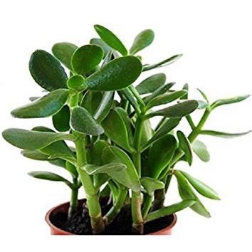 Bare root Jade Plant (Multiple stalks) | Lazada PH