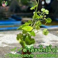 ตำลึงน้ำ(จิ๋ว) Hydrocotyle verticillata???