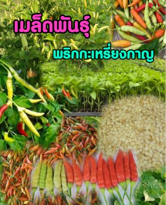 เมล็ดพันธุ์พริกกะเหรี่ยงกาญแท้ (100+เมล็ด)