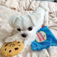 COOKIE TOY (ของเล่นสุนัขและแมว)