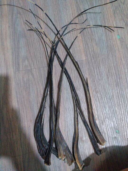 Buntot Pagi(10 to 15 inch) Lazada PH