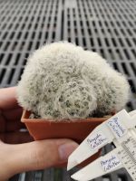 Mammillaria plumosa แมมขนนก แมมขนนกดอกขาว