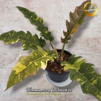 ฟิโลเดนดรอน ใบเลื่อยด่าง Philodendron ring of fire Variegated