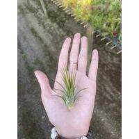 Tillandsia Fuego ฟูกุ 10 ต้น