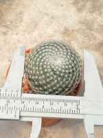 แมมนกฮูก ไม้เมล็ด Mammillaria Perbella ขาด 4-5 cm.