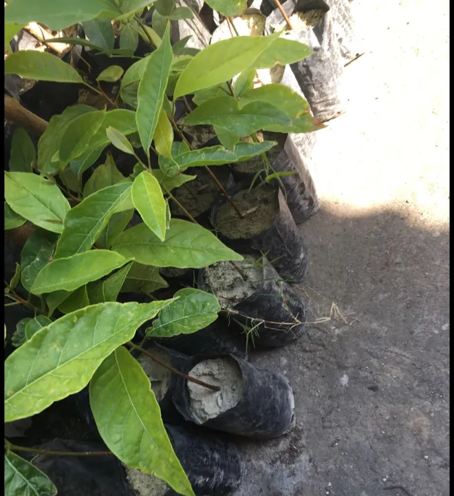 Mahogany plant in seedling bag Lazada PH