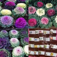 เมล็ดพันธุ์ ปูเล่ประดับคละสี (Osaka Series Mix Ornamental Cabbage Seed) บรรจุ 5 เมล็ด