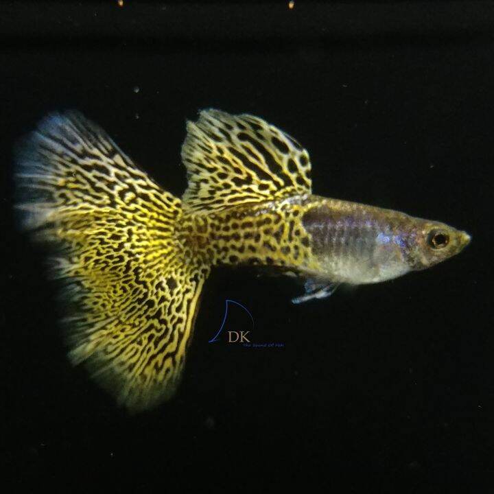 Metal Yellow Lace guppy fish pure strain 金属黄蕾丝, ships in a polystyrene ...