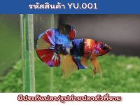 ปลากัด นีโม่มัลติ เพศผู้เป็นปลารุ่นขนาด1.3-1.4 สีเต็มเข้มสด