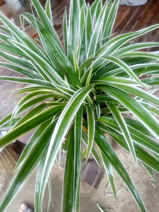 spider plant/lourdes plant | Lazada PH