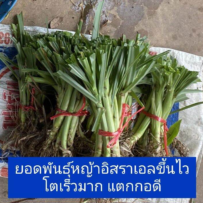 1-000-ท่อนพันธุ์หญ้าหวานอิสราเอล-บดเลี้ยงไก่-เลี้ยงปลา-เลี้ยงกระต่าย-หนู-เต่า-แกะ-แพะ-วัว-ควาย-ม้า-ลา-ช้าง