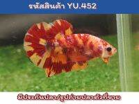 ปลากัดนีโม่ลายไฟ เพศผู้ สีสดลายไฟแดงส้ม ขนาด 1.5 นิ้ว