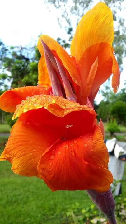 ดอกพุทธรักษาสีส้ม1-เหง้าไม้มงคลดอกไม้ประดับ