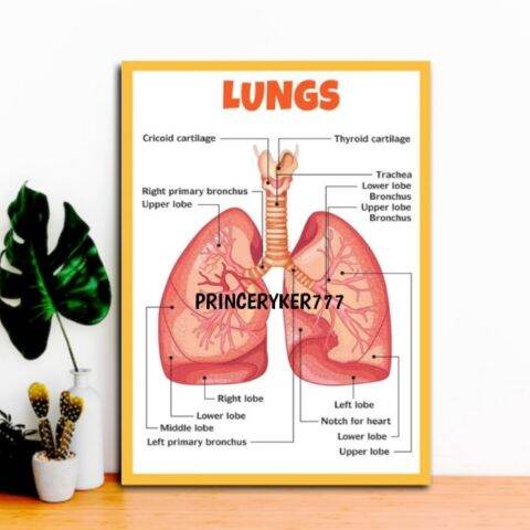 ALL ABOUT SCIENCE | A4 Size Laminated Poster Charts | Body Organ System ...