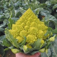 เมล็ด กะหล่ำดอก เจดีย์ (Romanesco Broccoli) บรรจุ 40 เมล็ด