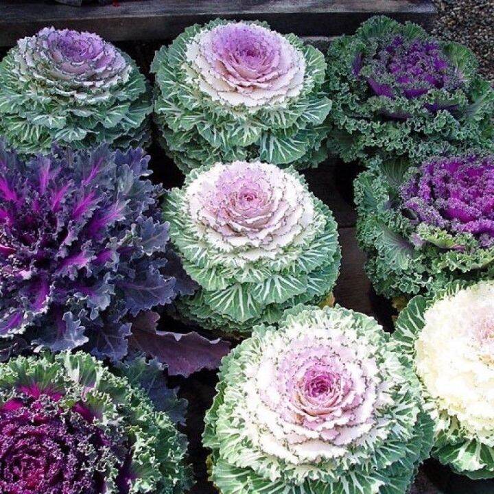 เมล็ดพันธุ์-ปูเล่-ประดับ-คละสี-osaka-series-mix-ornamental-cabbage-seed-บรรจุ-20-เมล็ด-ของแท้-100