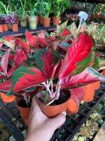 อโกลนีม่า Aglaonema สุขสมใจปอง อัญมณีสีแดง ราชาแห่งไม้ประดับ แดงเข้มเด่นที่สุดในตะกูล อโกลนีม่า กระถาง 4” ว่านมงคล ปลูกแล้วดี เศรษฐีนิยม ต้นไม้มงคลเรียกทรัพย์ คนทำธุรกิจควรปลูก เรียก เงิน ทอง โชคลาภ วาสนา รับประกันการจัดส่ง